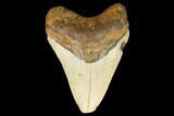 Fossil Megalodon Tooth - North Carolina #124646-1